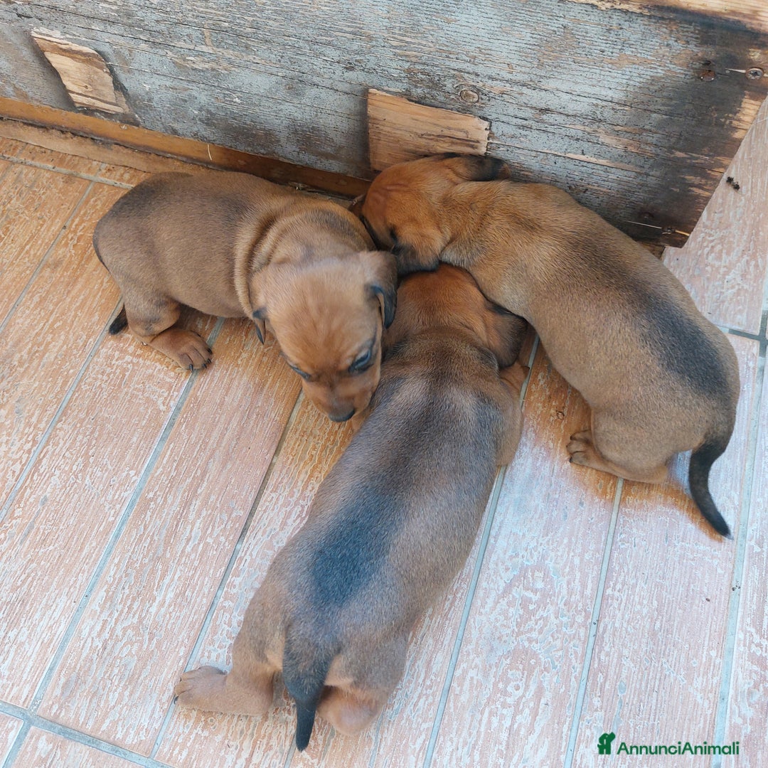 Bassotto cani in vendita: Cucciola di bassotto - Annuncio 3