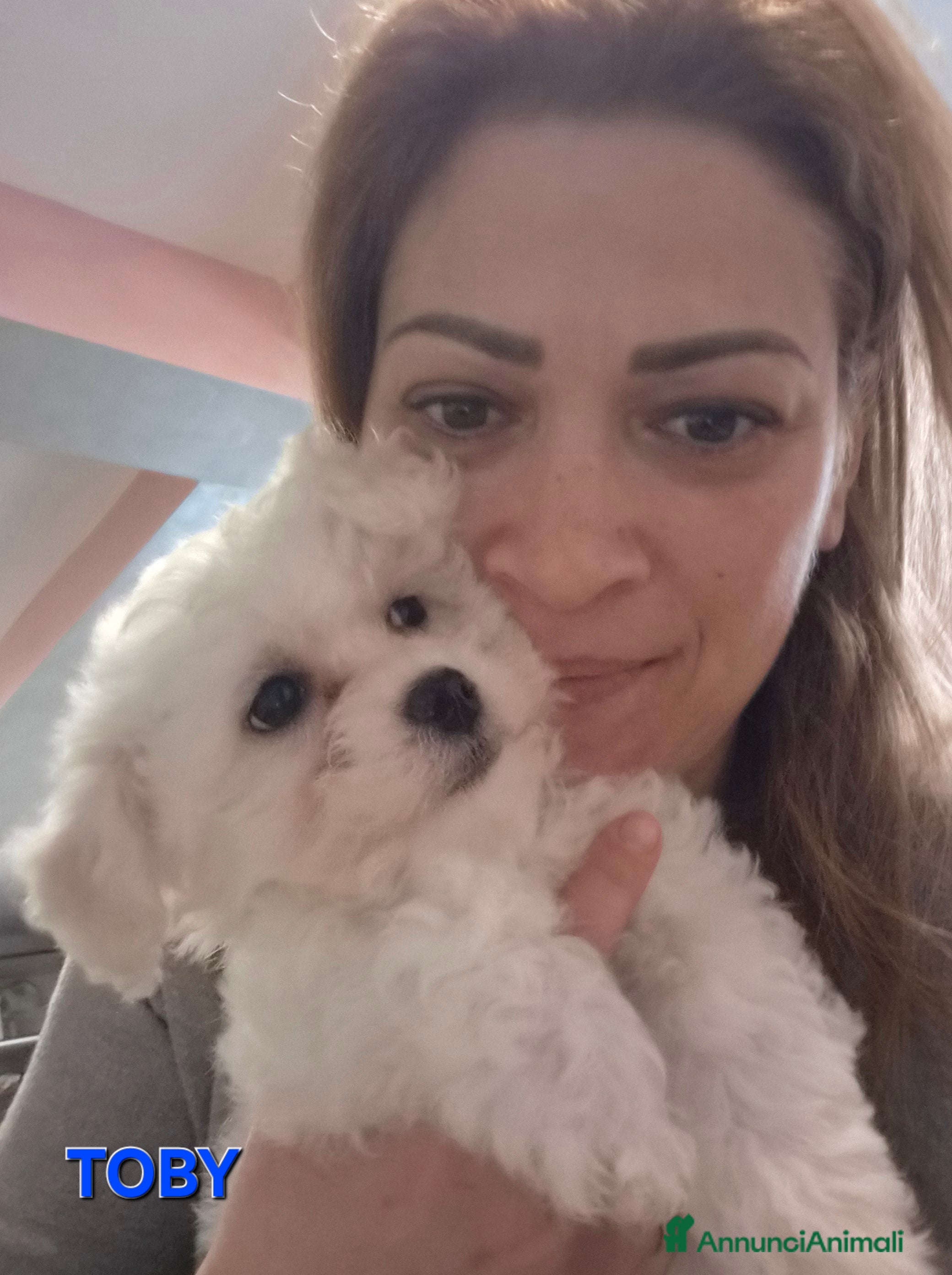 Maltese cani Cuccioli maltesi  taglia mini/piccola pelo riccio  - Annuncio 1