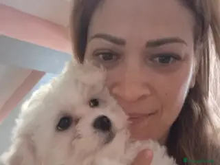 Maltese cani Cuccioli maltesi taglia mini/piccola pelo riccio - Annuncio 4