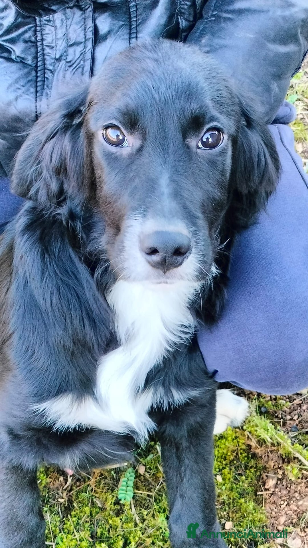 Meticcio cani in regalo: GHALI - Annuncio 6