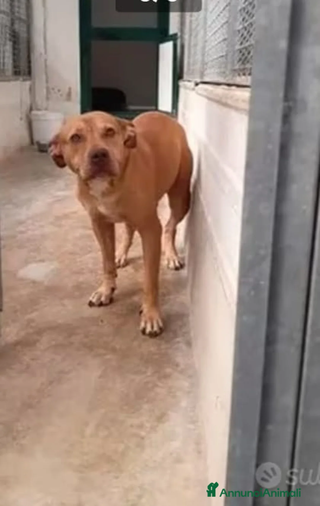Pitbull cani in regalo: Pitbull femmina dal nord tornata in canile a NAPOL a Città metropolitana di Milano - Annuncio 6