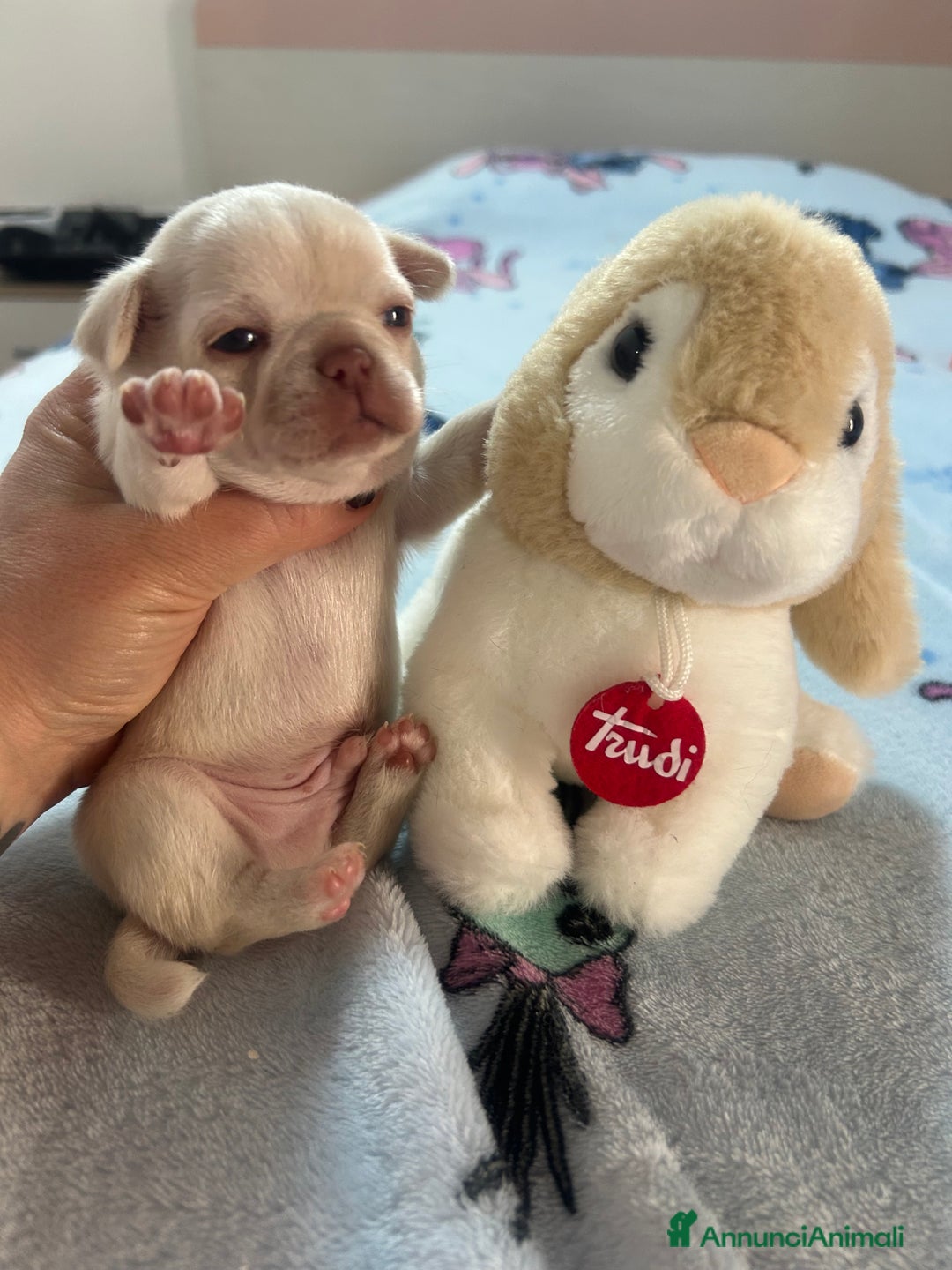 Chihuahua cani in vendita: Chihuahua pedigree Enci a rimborso spese  a Città metropolitana di Roma Capitale - Immagine 3