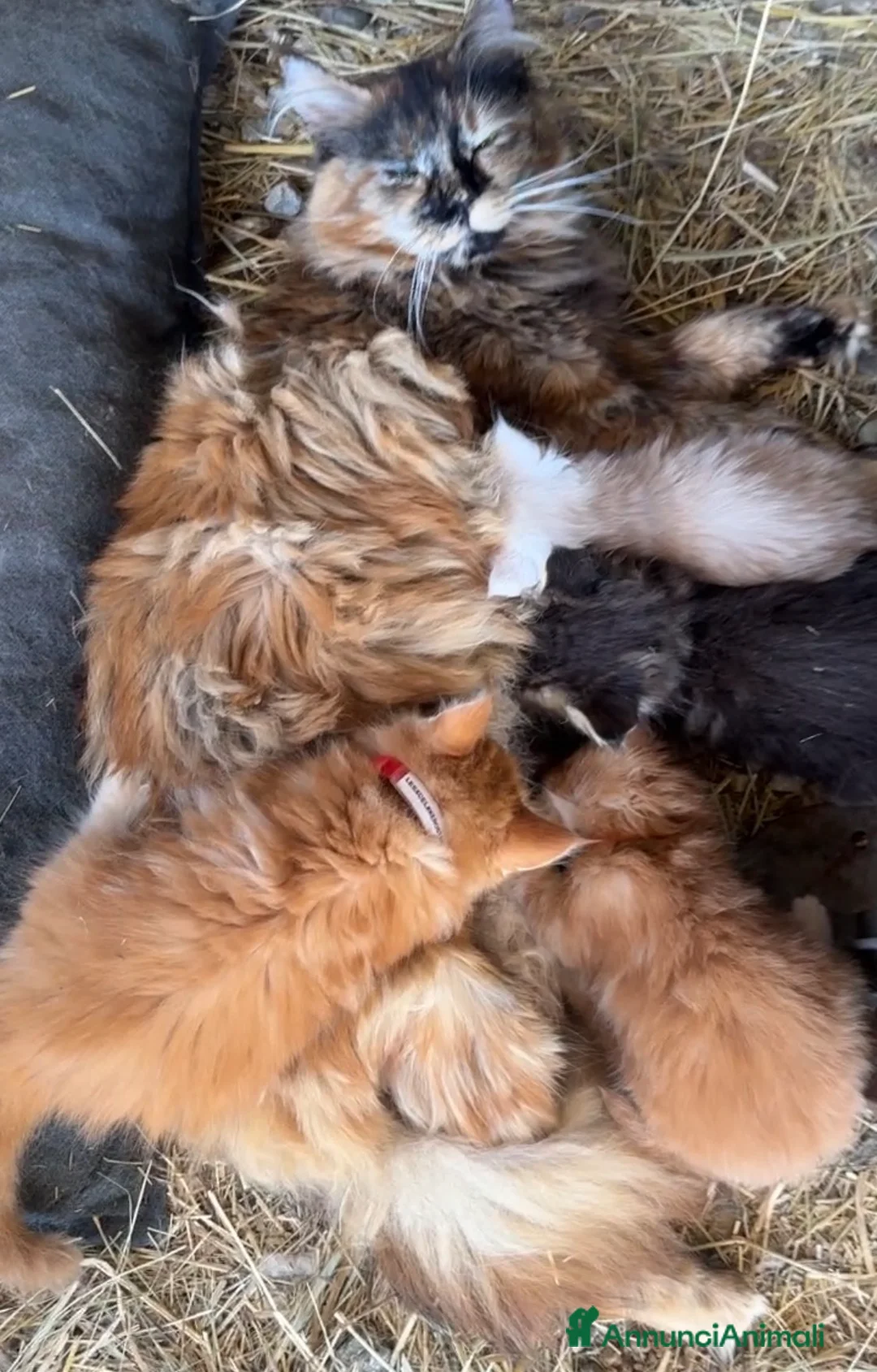 Maine Coon gatti in vendita: Cuccioli rossi di maine coon {AustinXBastet} - Annuncio 2