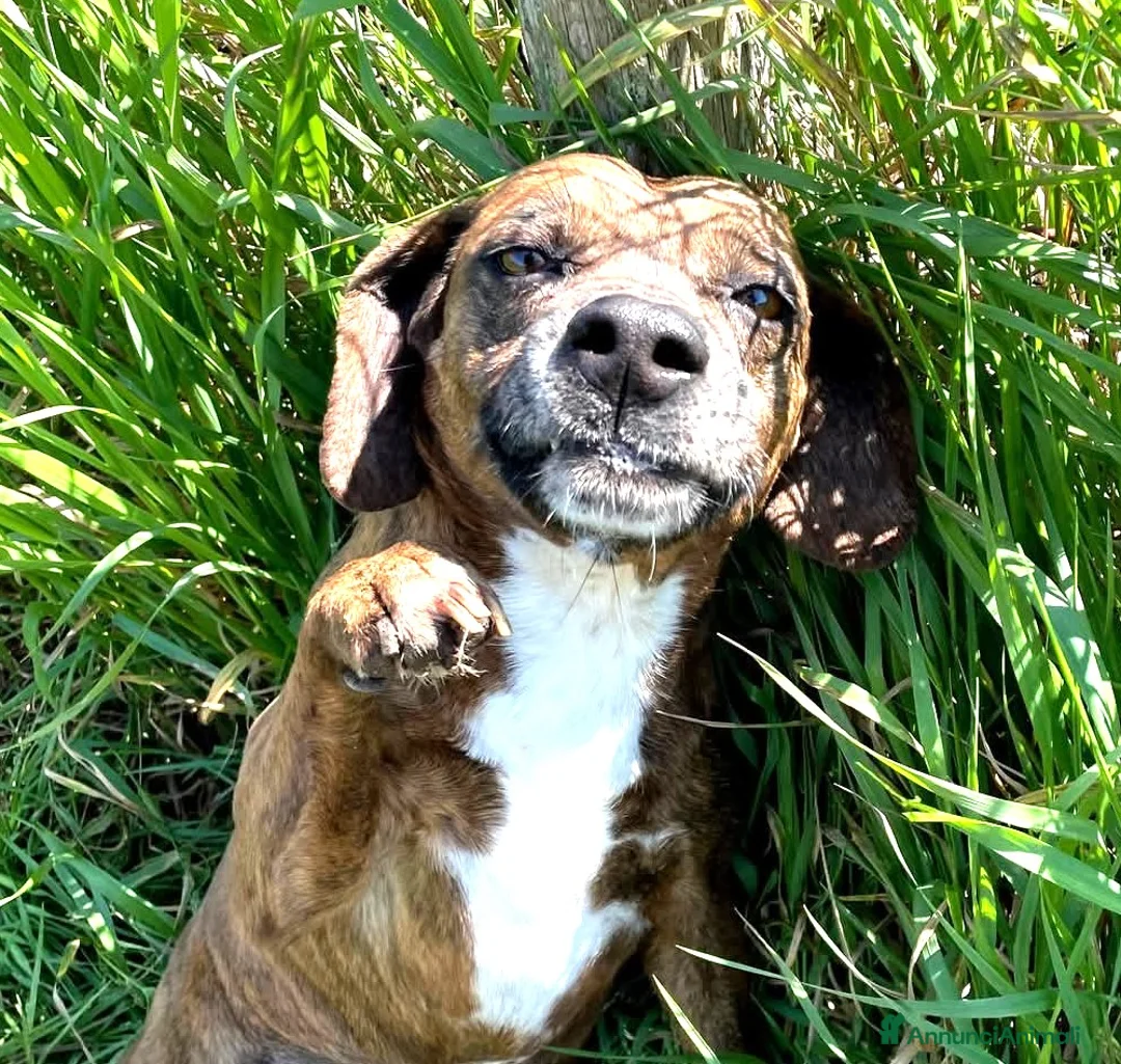 Meticcio cani in regalo: Piccola e dolcissima Tellina💖 - Annuncio 7