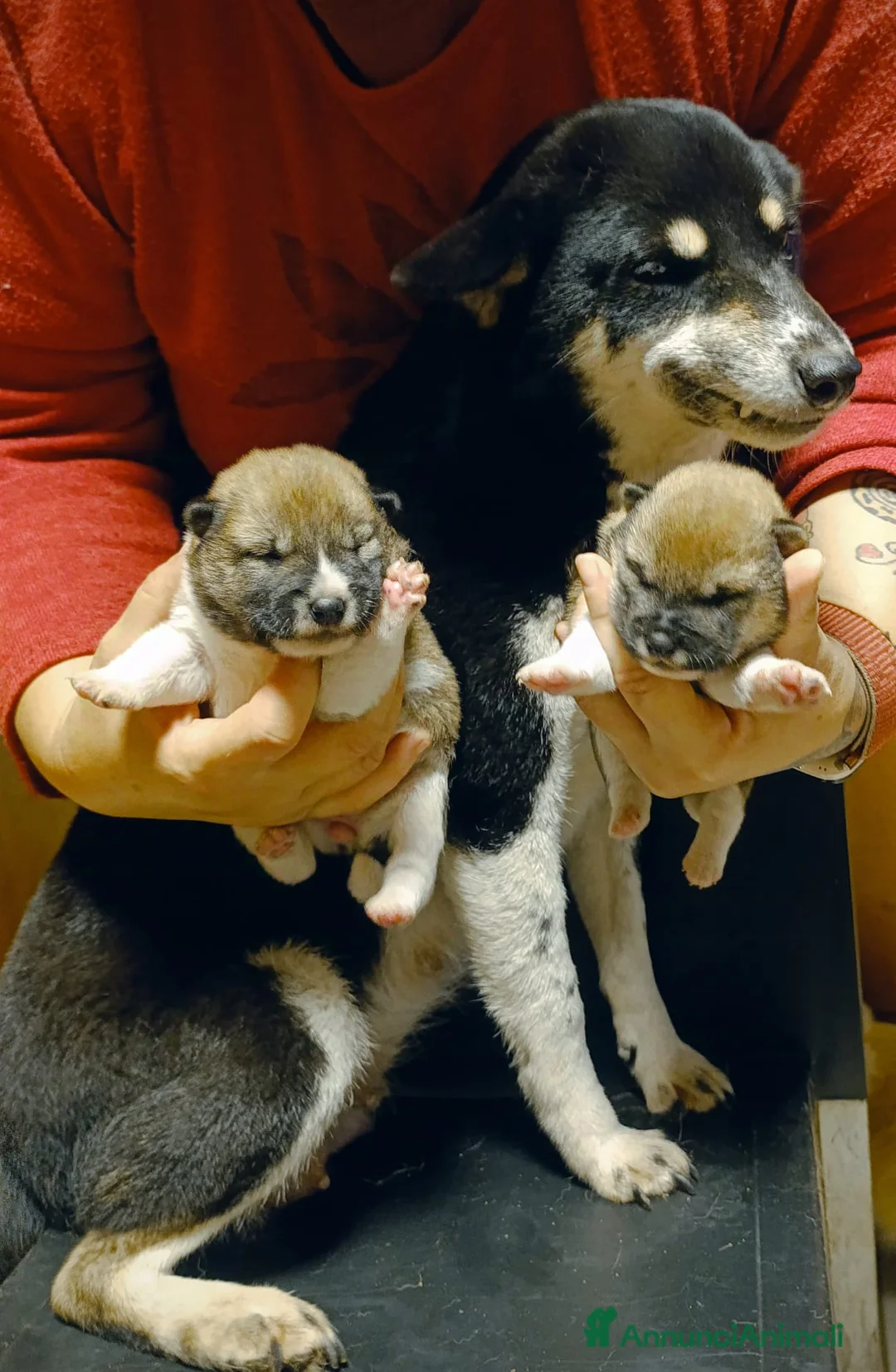 Shiba Inu cani in vendita: Shiba Inu a Province of Pavia - Annuncio 8