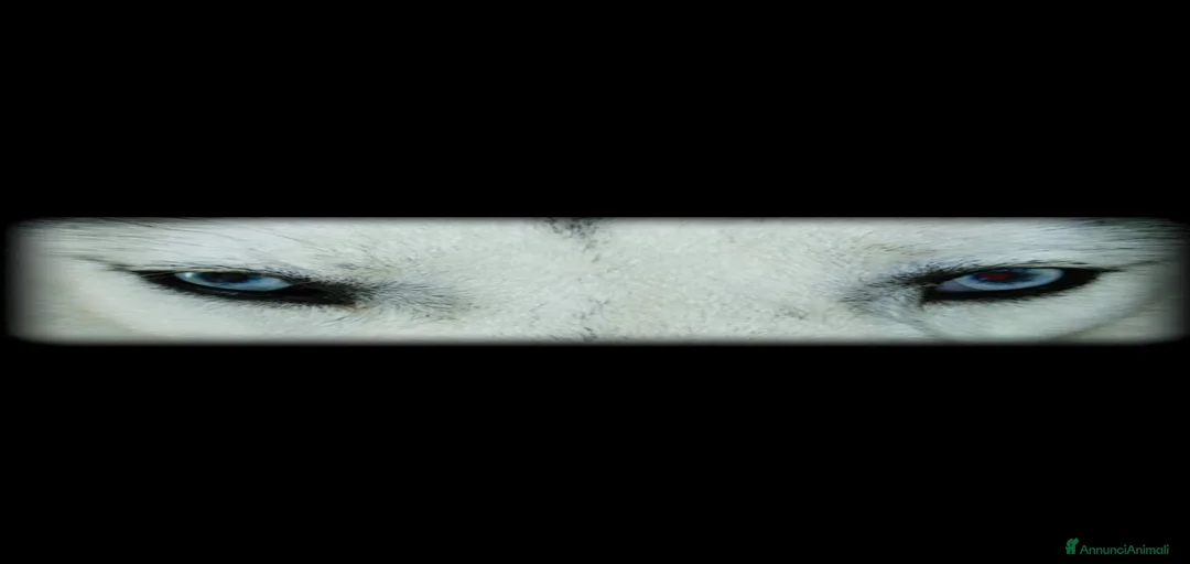 Immagine della galleria {{count}}