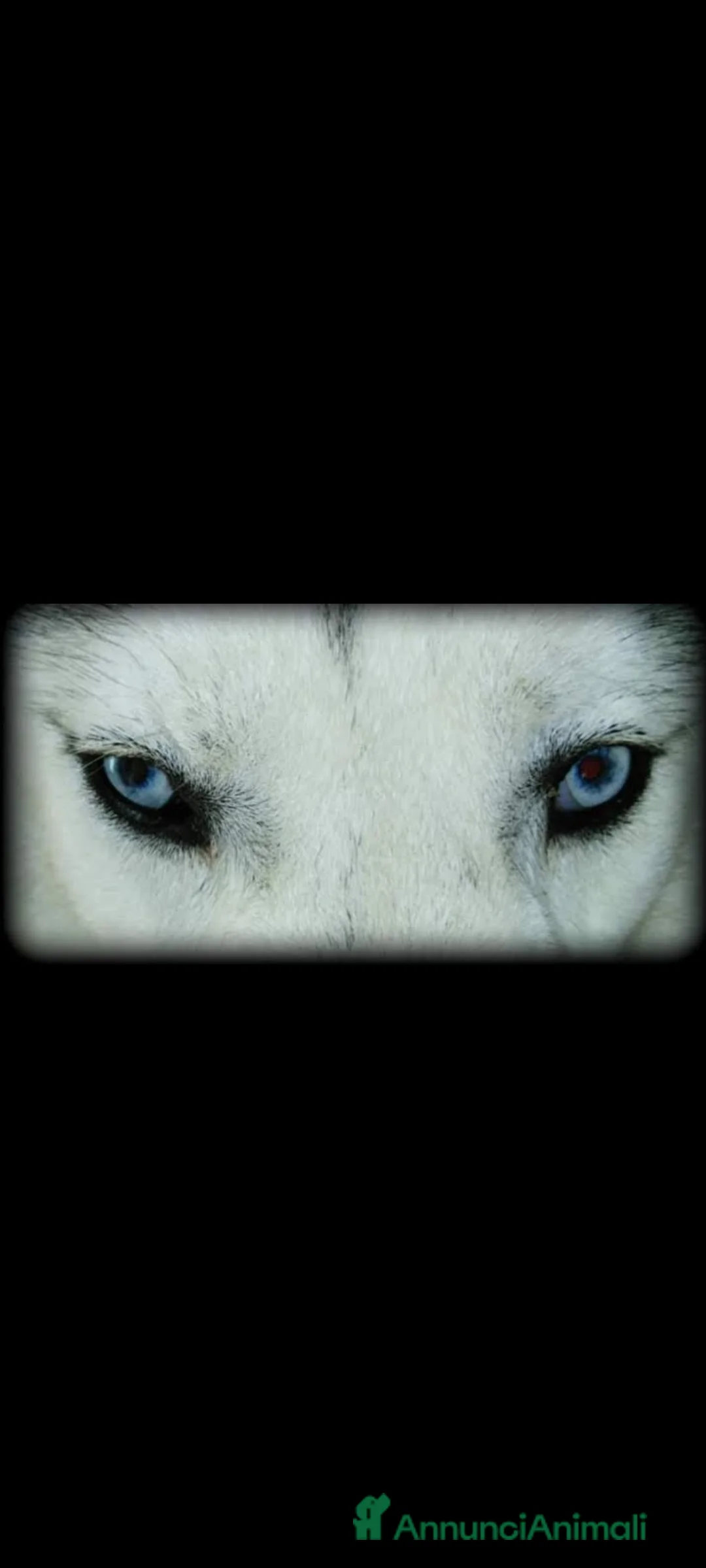 Immagine della galleria {{count}}