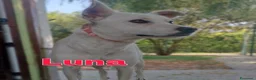 Meticcio cani in regalo: Luna dolcissima cucciolona di tg medio contenuta  - Annuncio 3