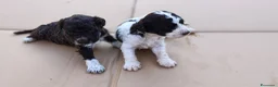 Lagotto cani in vendita: Lagotto Romagnolo con Pedigree - Annuncio 9