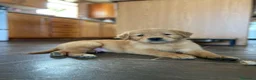 Golden Retriever cani in regalo: Cuccioli di Golden Retriever  a Città Metropolitana di Torino - Annuncio 1
