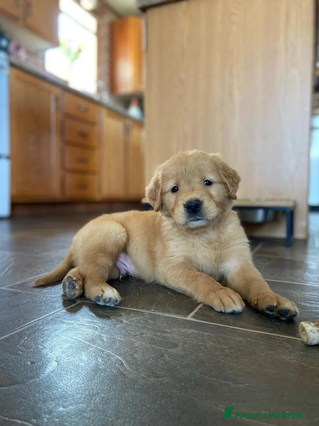 Golden Retriever cani in regalo: Cuccioli di Golden Retriever  a Città Metropolitana di Torino - Annuncio 1
