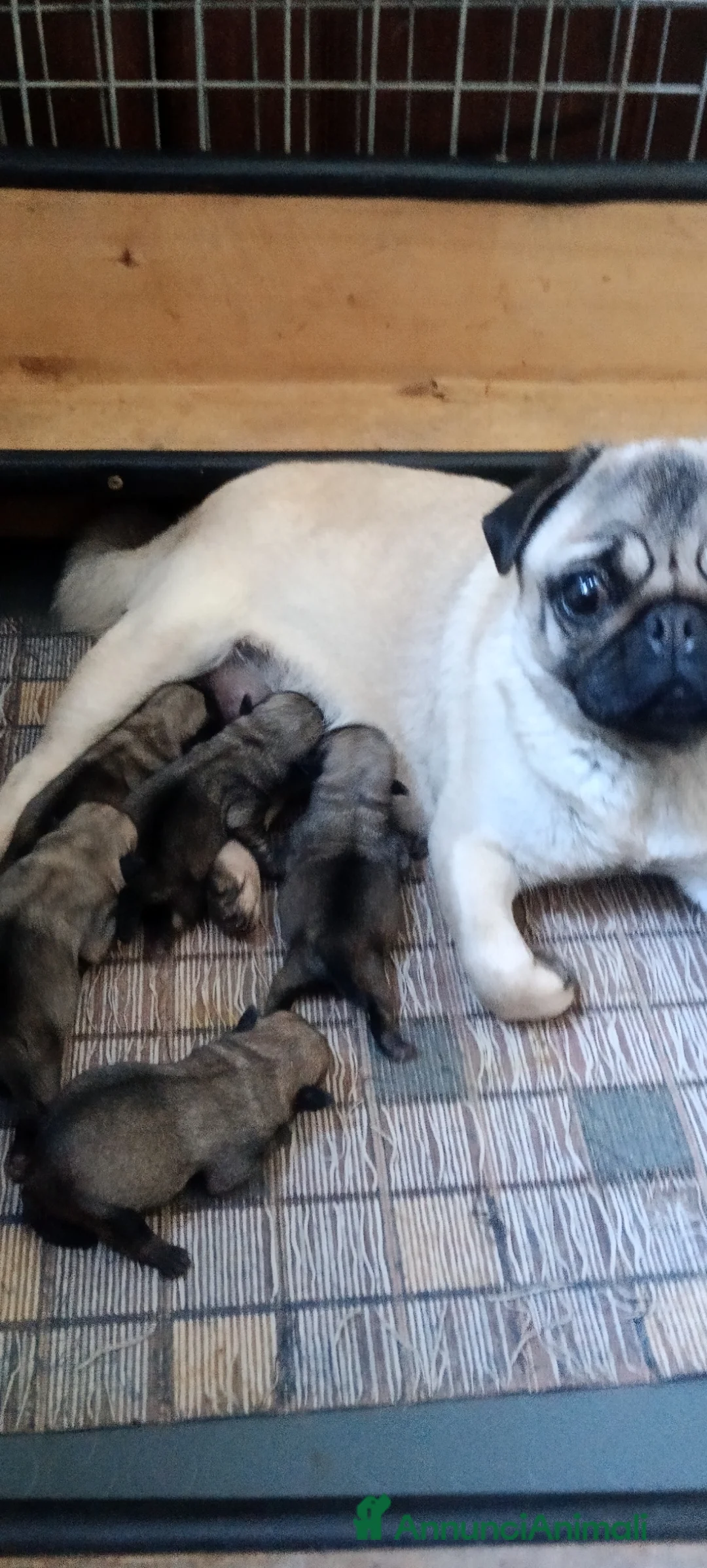 Carlino cani in vendita: Carlino cuccioli a Città metropolitana di Roma Capitale - Annuncio 3