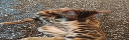 Bengala gatti in vendita: Dolcissimo gattino del bengala con pedigree AFSI  - Annuncio 5