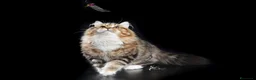 Siberiano gatti in vendita: cucciola gatto siberiano - Annuncio 7