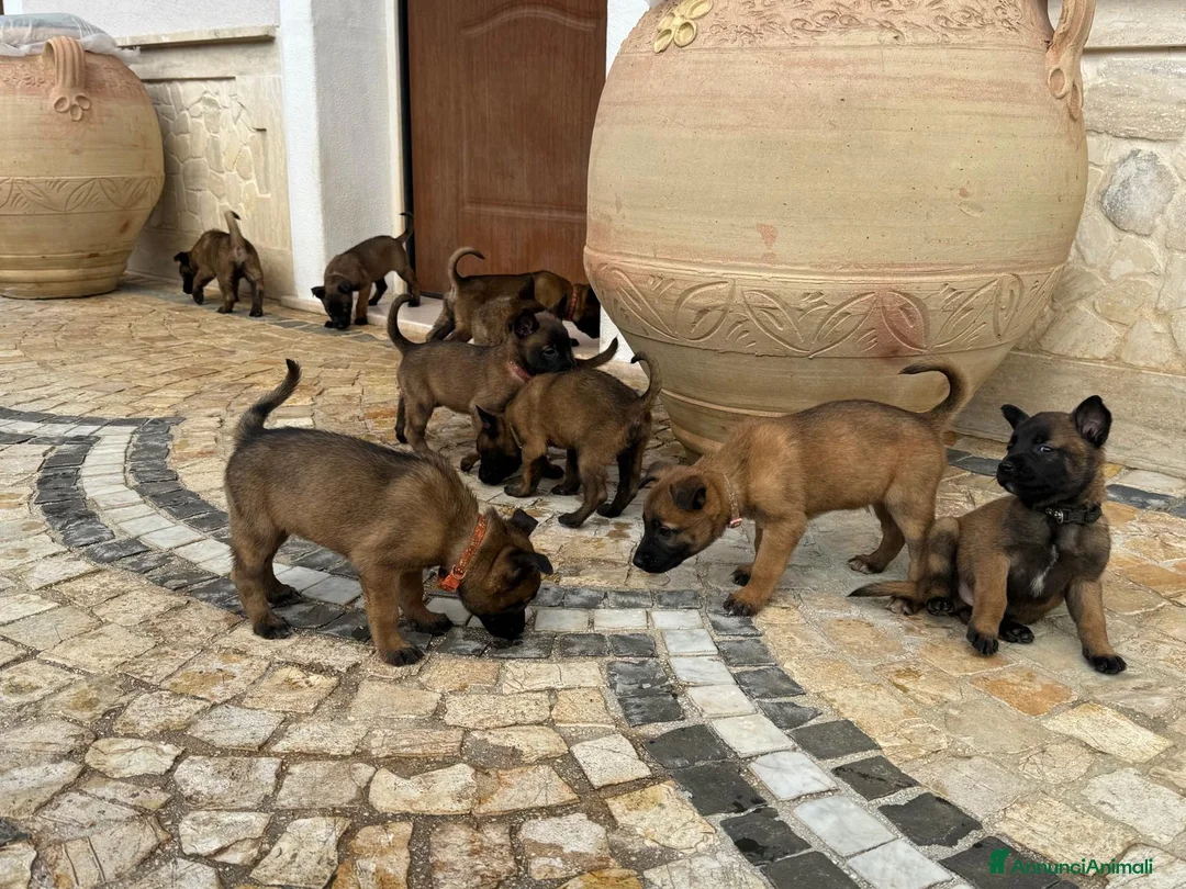 Pastore Belga cani in vendita: Splendidi cuccioli di Pastore Belga Malinois  - Annuncio 7