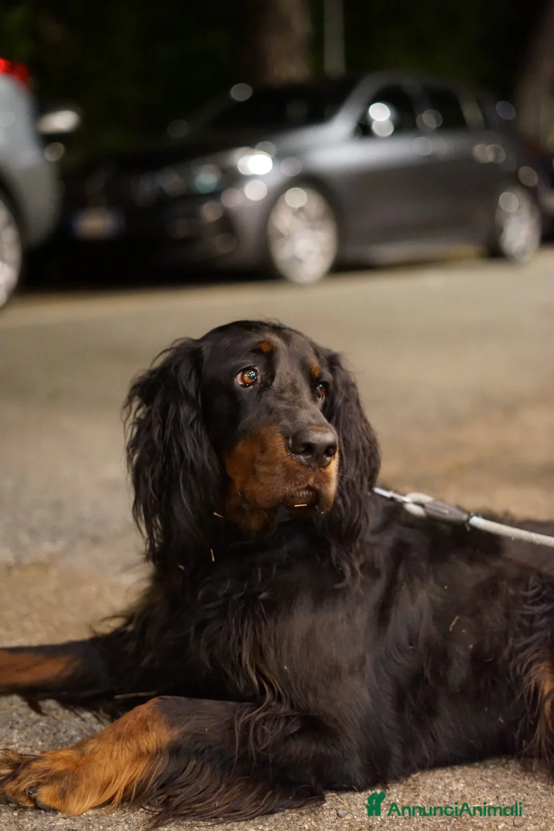 Setter Gordon cani in vendita: Cuccioli di Setter Gordon - Annuncio 6