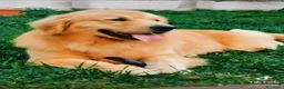 Golden Retriever cani in vendita: Golden Retriever Americano con Pedigree a Provincia di Livorno - Annuncio 2