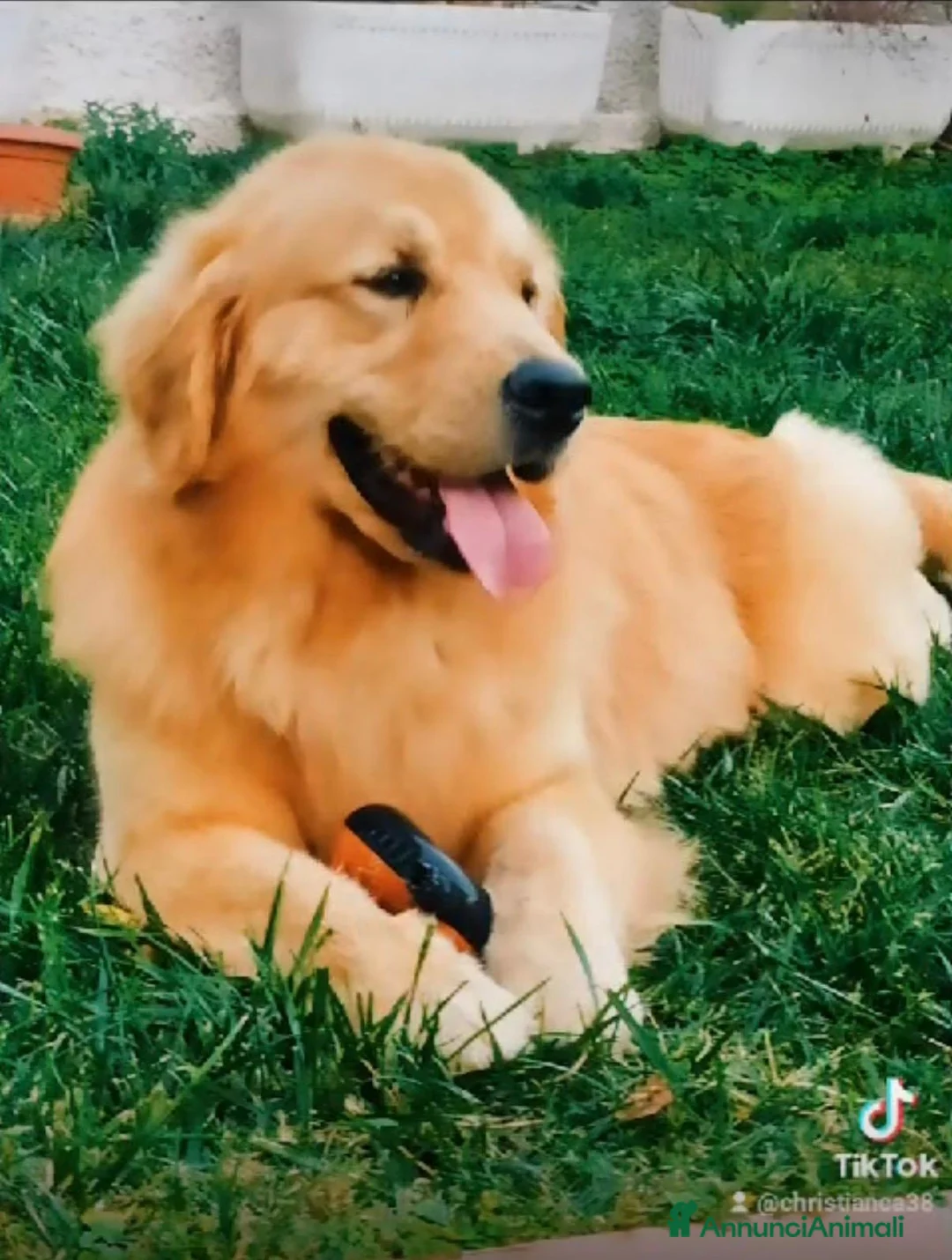 Golden Retriever cani in vendita: Golden Retriever Americano con Pedigree a Provincia di Livorno - Annuncio 2