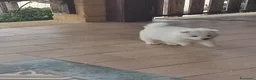 Volpino Pomerania cani in vendita: Volpino pomeriana - Annuncio 3