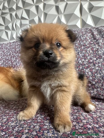 Volpino Pomerania cani Cucciolo di Spitz - Annuncio 3