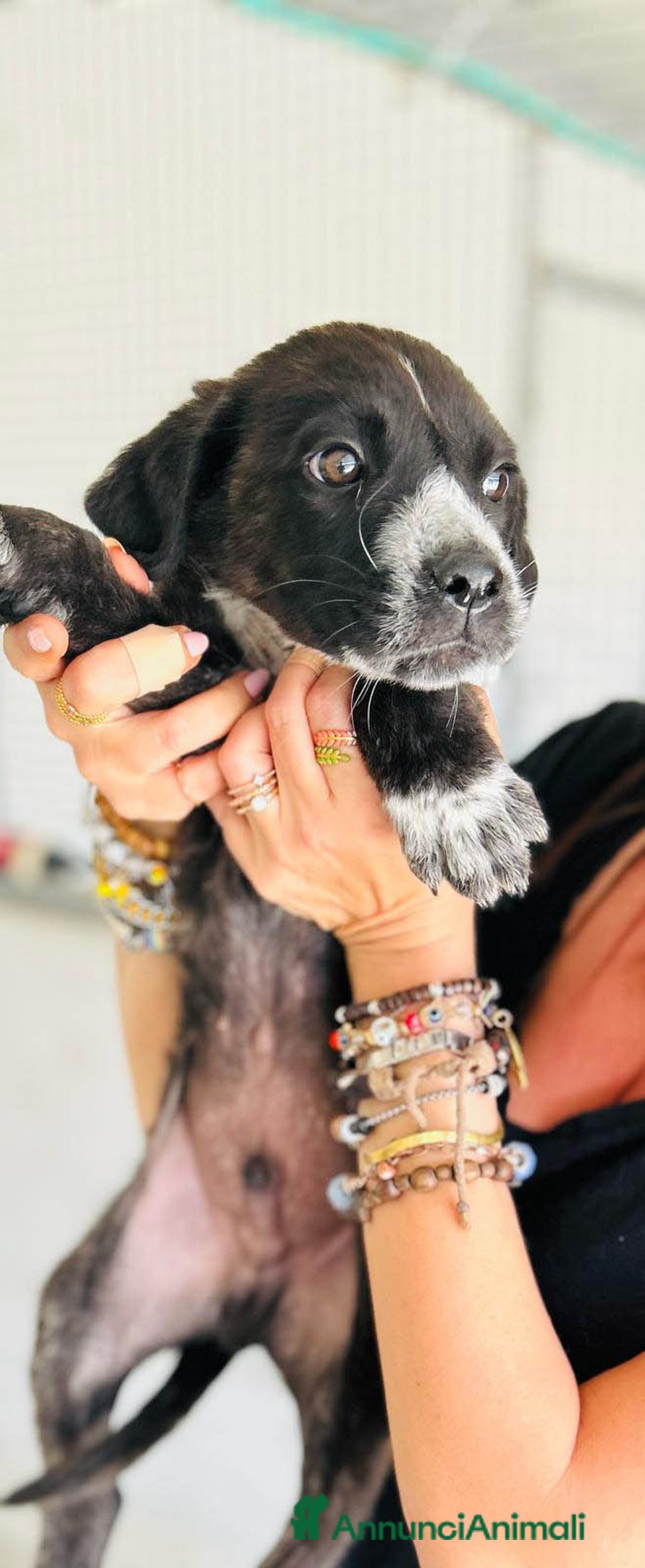 Altre razze cani in regalo: NERINO E BIANCHINO - Immagine 4