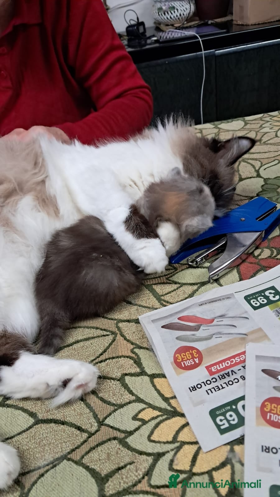 Persiano gatti Animali  - Annuncio 1