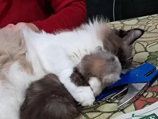 Persiano gatti Animali - Annuncio 1