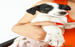 Altre razze cani in regalo: Cuccioli cercano casa  - Immagine 3