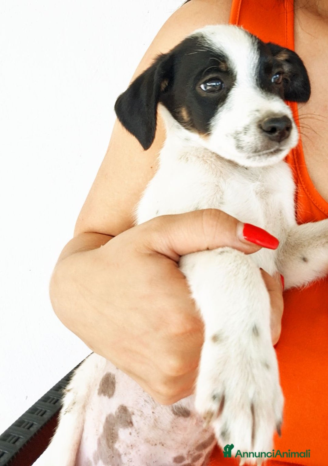 Altre razze cani in regalo: Cuccioli cercano casa  - Immagine 3