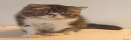 Exotic Shorthair gatti in vendita: Bellissimo cucciolo exotic - Annuncio 7
