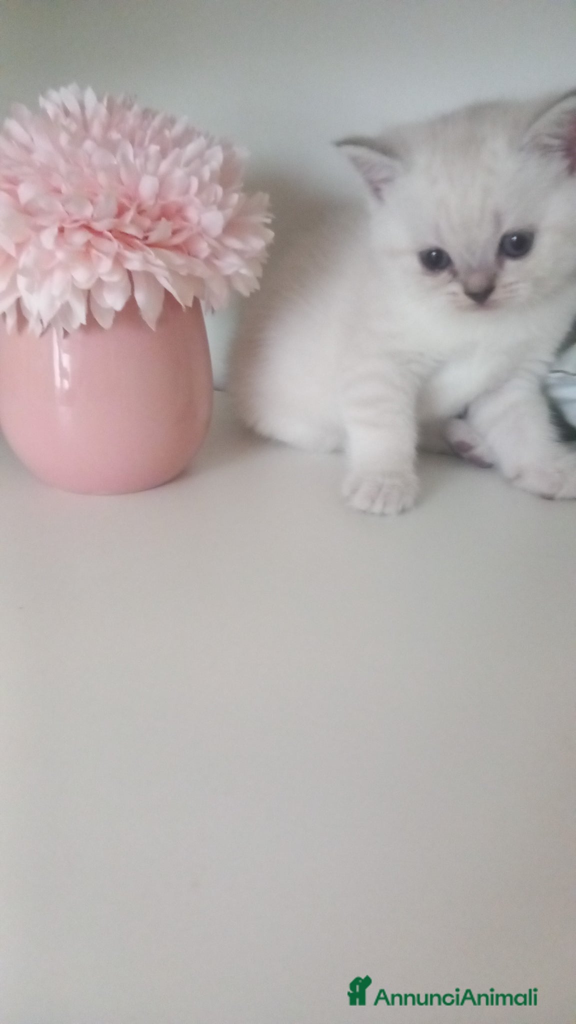 Scottish gatti Cuccioli scottish fold e straight  - Annuncio 16