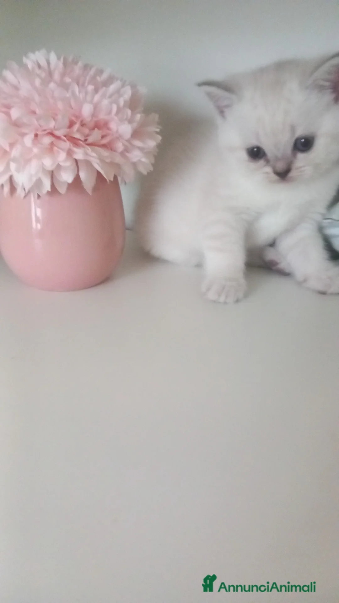 Scottish gatti in vendita: Cuccioli scottish fold e straight  - Annuncio 1