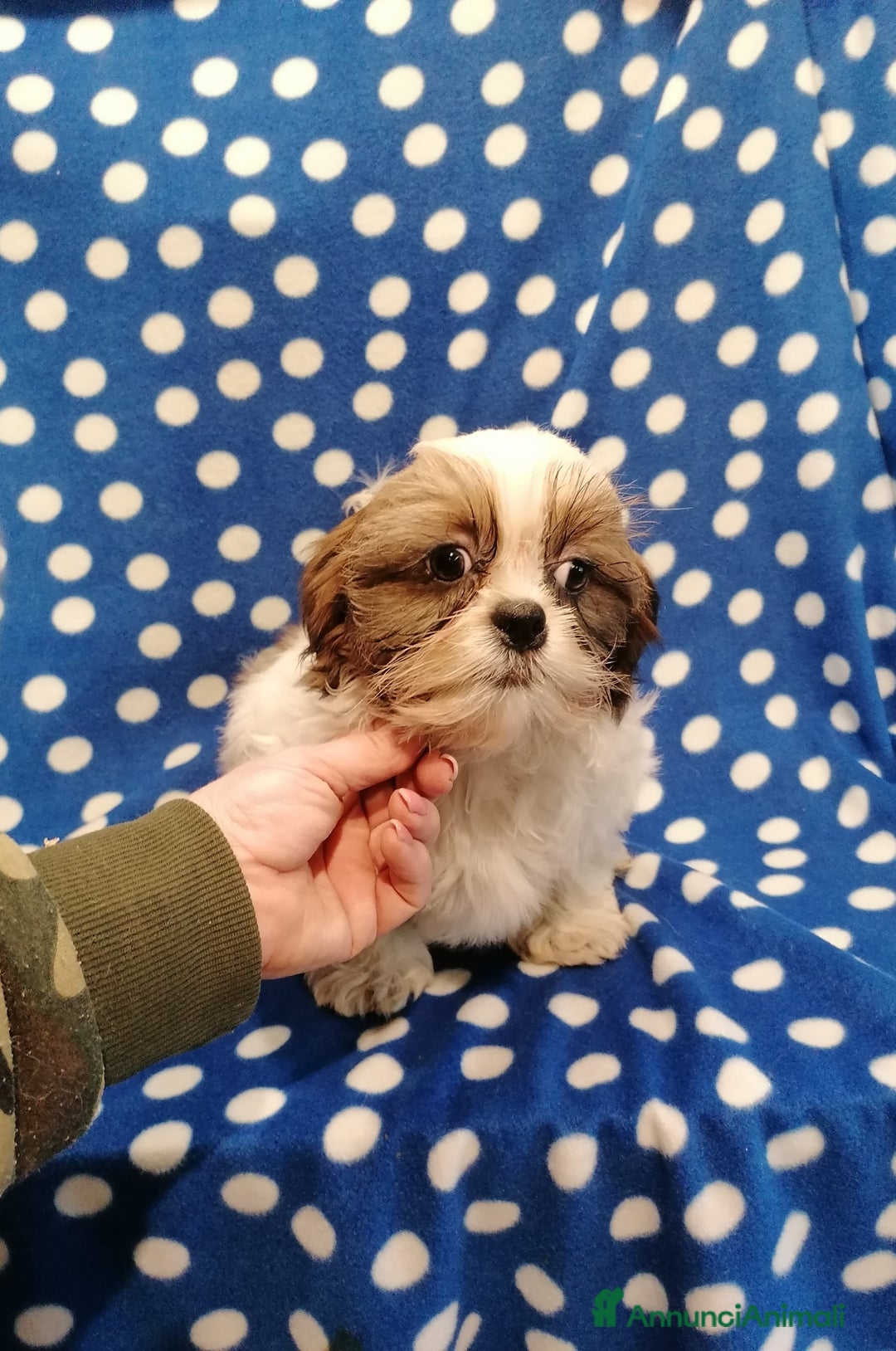 Shih Tzu cani in vendita: Shih Tzu cuccioli piccoli - Annuncio 7