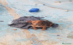 Altre razze cani in regalo: Regalo tre cuccioletti - Immagine 3