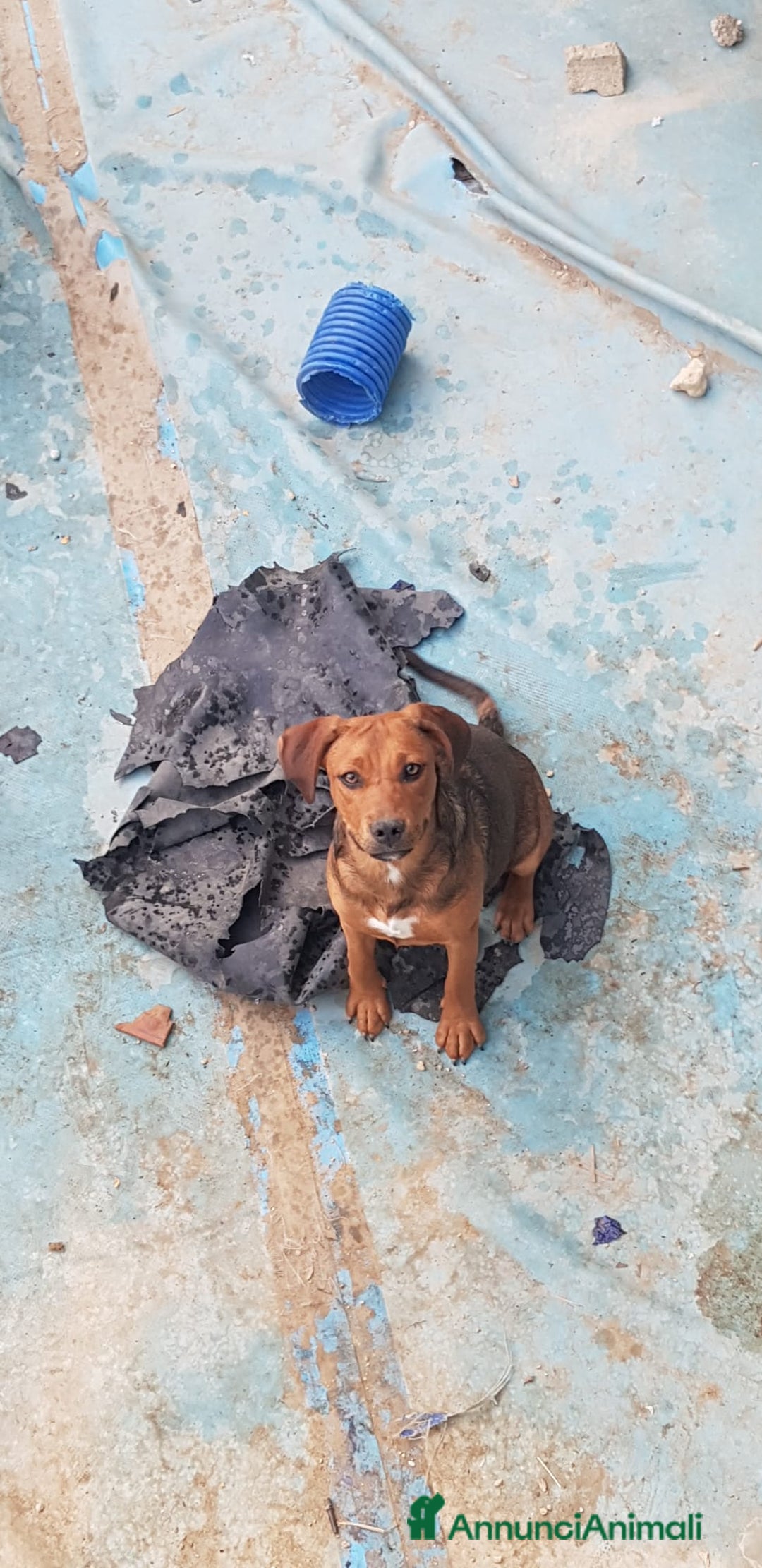 Altre razze cani in regalo: Regalo tre cuccioletti - Immagine 3