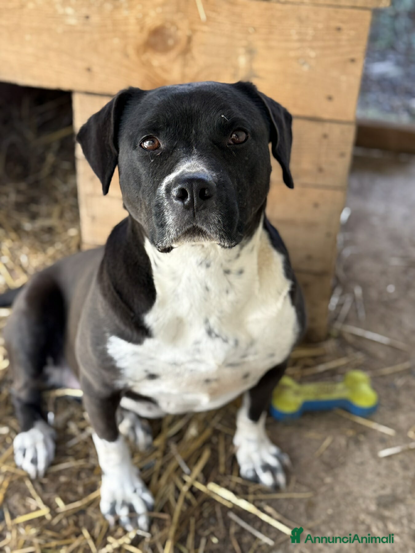 Staffordshire cani ROSA, mix STAFFY incredibilmente coccolona! - Annuncio 1