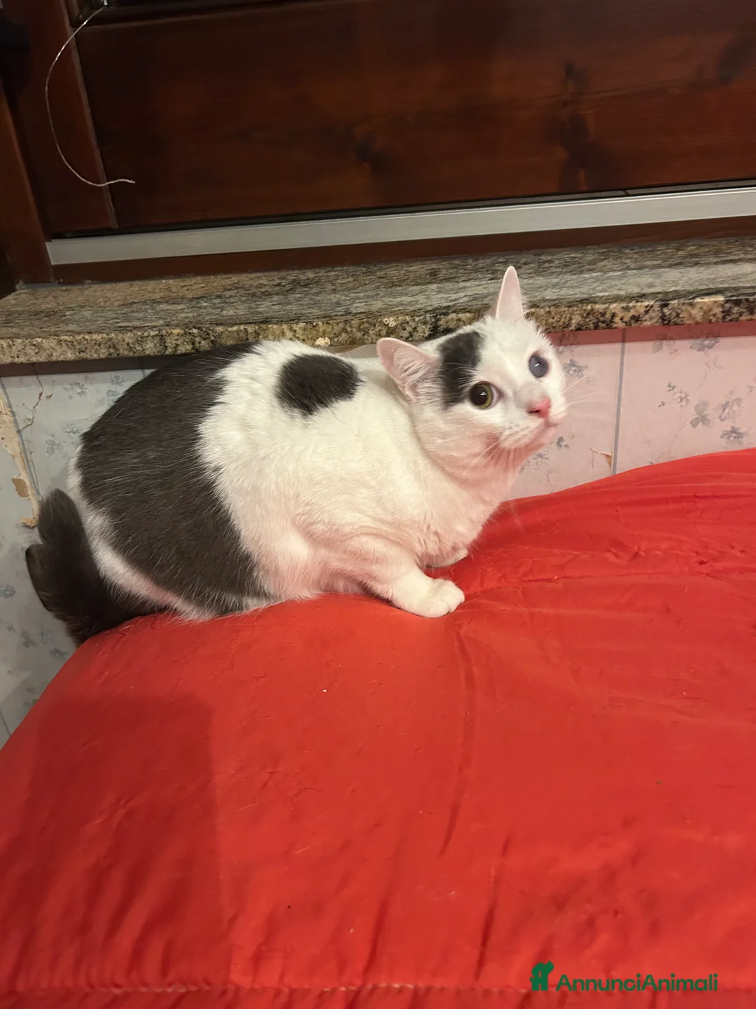 Europeo gatti in regalo: Freddy e Perla cercano casa - Annuncio 6