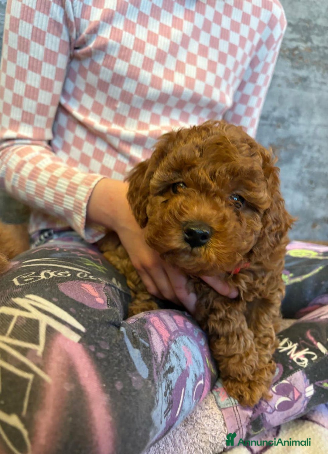 Cockapoo cani in vendita: Cuccioli di Cockapoo F2b disponibili - Annuncio 25
