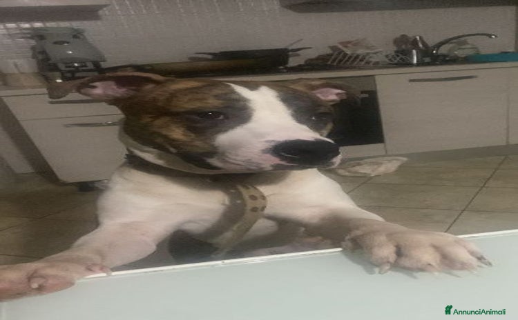 Pitbull cani - Annuncio 3