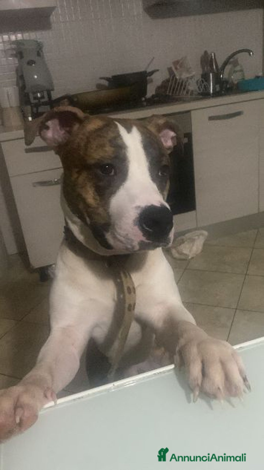 Pitbull cani in regalo: TIGRO 1anno splendido tigratino - Annuncio 1