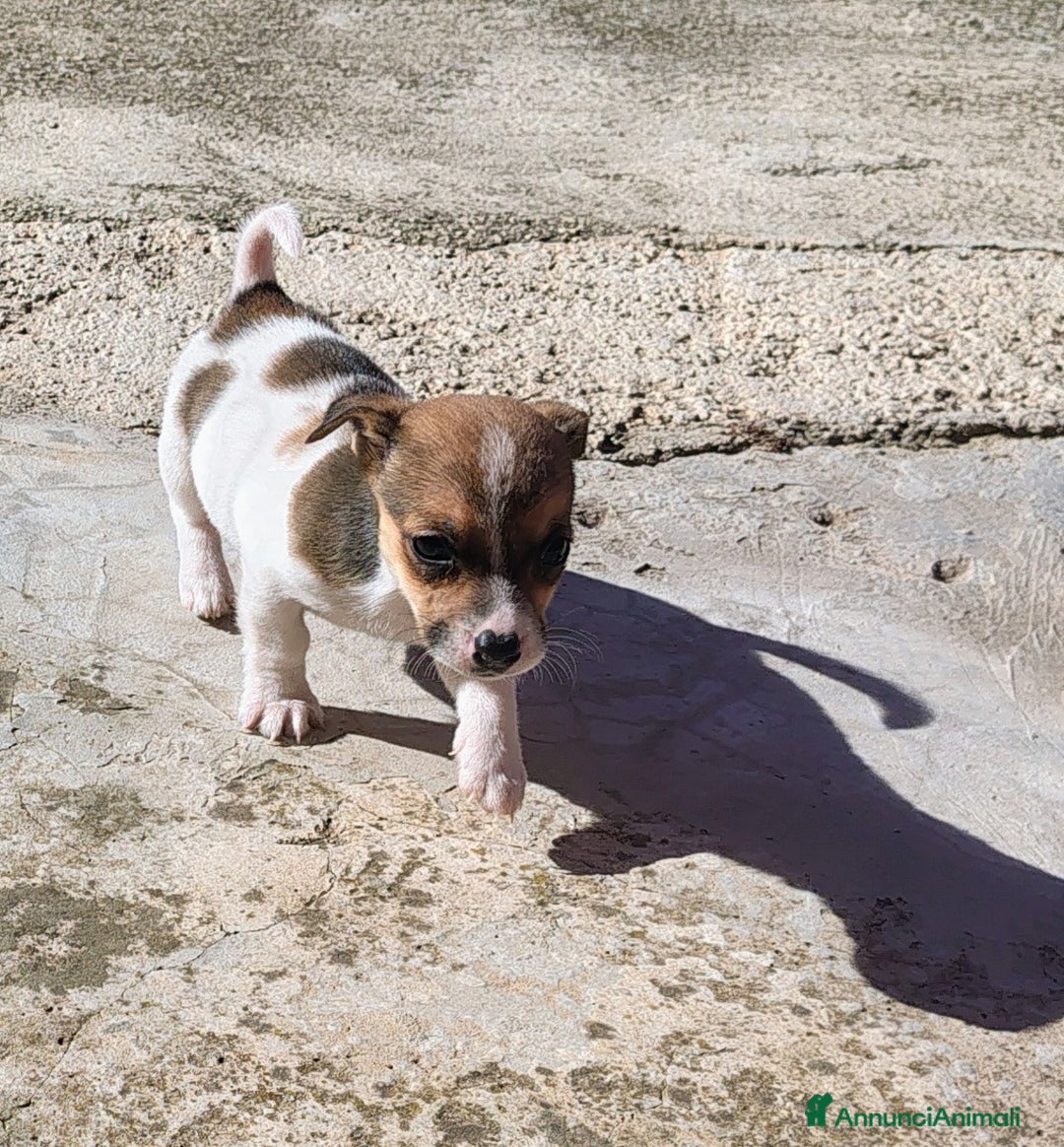 Jack Russell cani in vendita: Cuccioli jack russel  - Annuncio 11