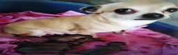 Chihuahua cani in vendita: Chihuahua cucciolo maschietto pelo lungo  - Annuncio 2