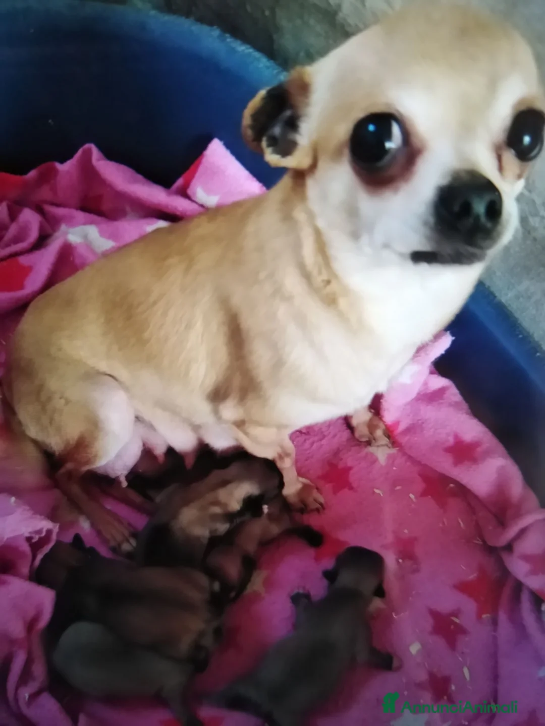 Chihuahua cani in vendita: Chihuahua cucciolo maschietto pelo lungo  - Annuncio 2