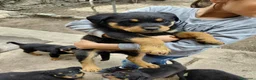 Rottweiler cani in vendita: Cuccioli di rottweiler  a Provincia del Sulcis Iglesiente - Annuncio 7