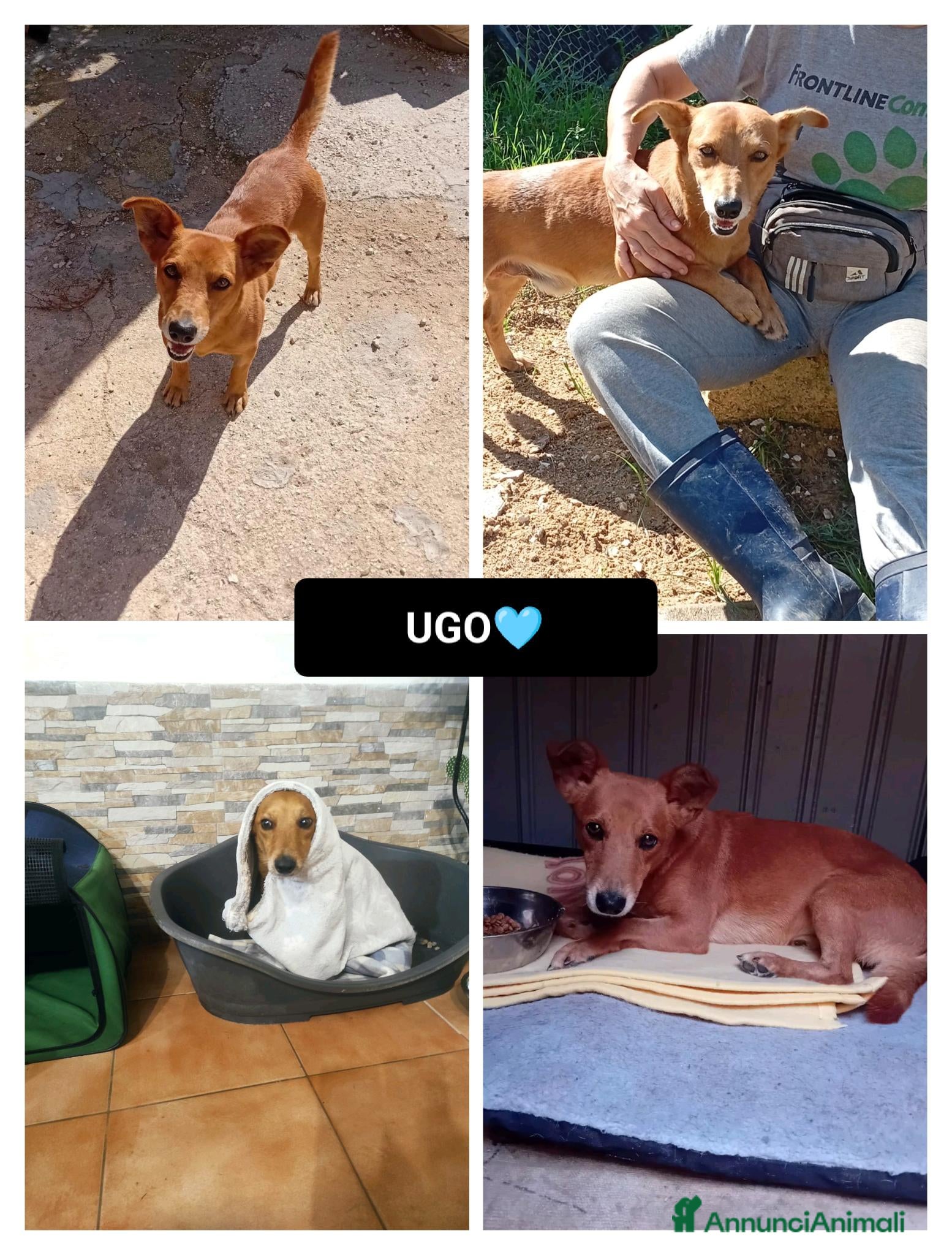 Altre razze cani ugo 4 aNNI - Annuncio 13