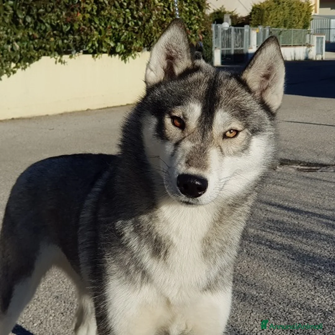 Immagine della galleria {{count}}