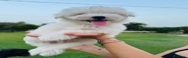 Maltese 2