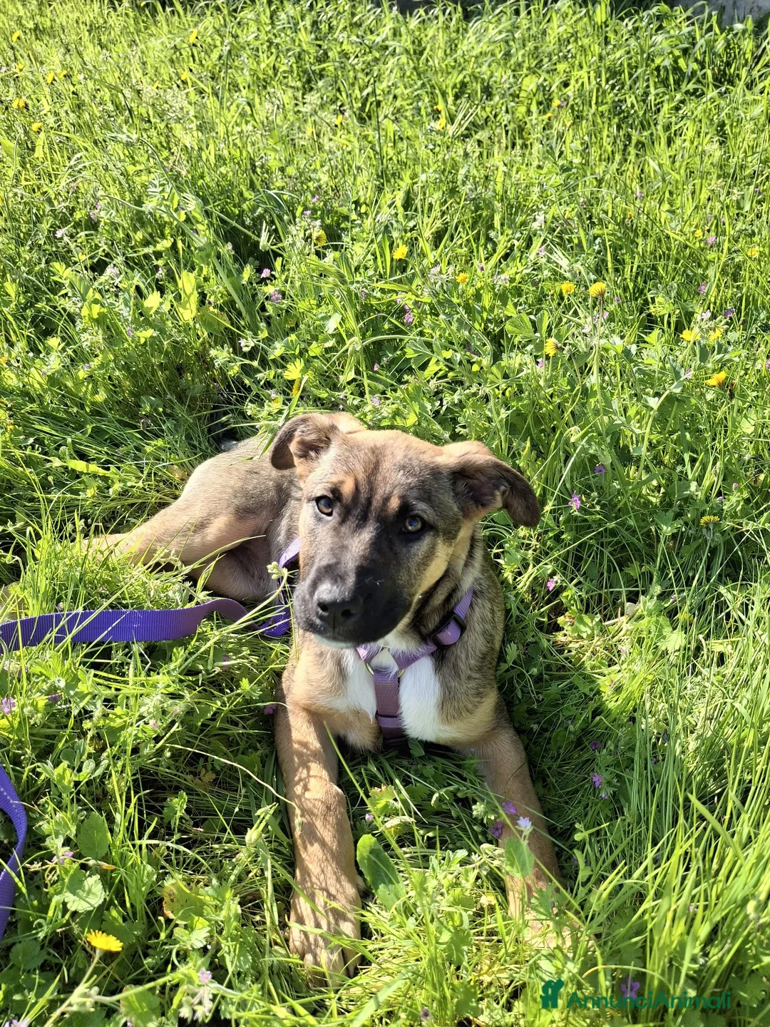 Meticcio cani in regalo: Fucsia un bellissimo fiorellino - Annuncio 2