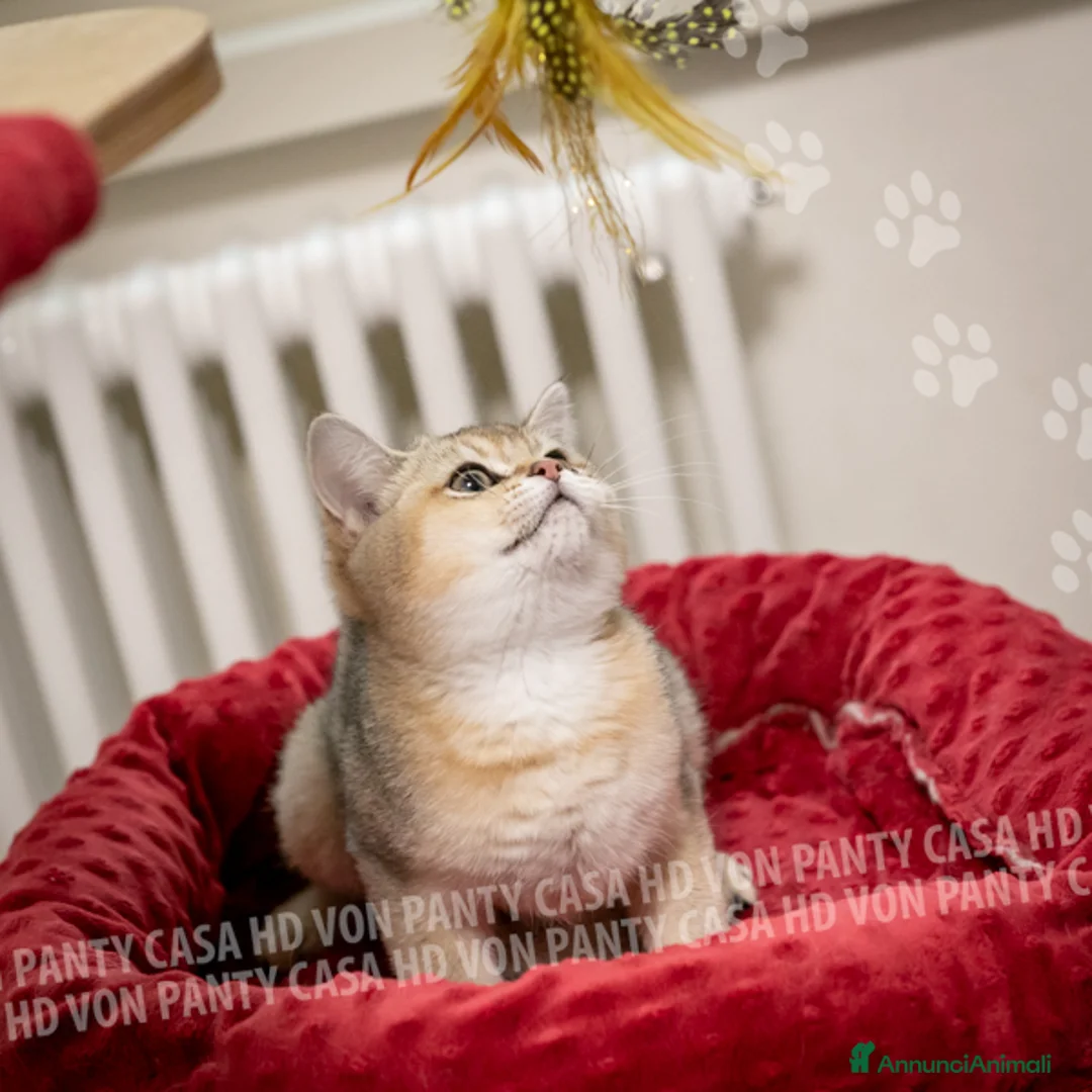 British gatti in vendita: Cuccioli British Shorthair  - Annuncio 3