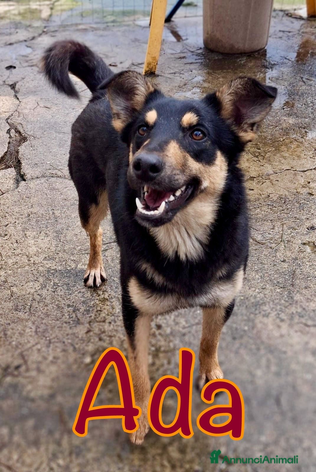 Meticcio cani ADA 🩷 - taglia media. Perché nessuno chiama? 😢 - Annuncio 1